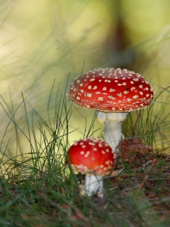 Обои Red Mushrooms 240x320