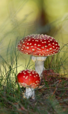 Обои Red Mushrooms 240x400