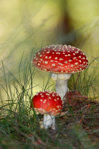 Fondo de pantalla Red Mushrooms 320x480