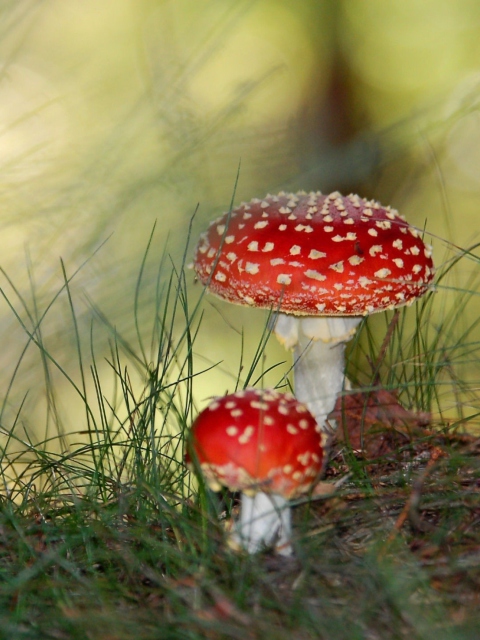 Red Mushrooms screenshot #1 480x640