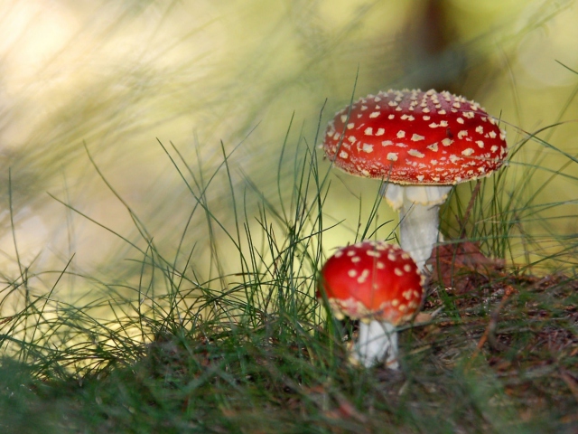 Fondo de pantalla Red Mushrooms 640x480