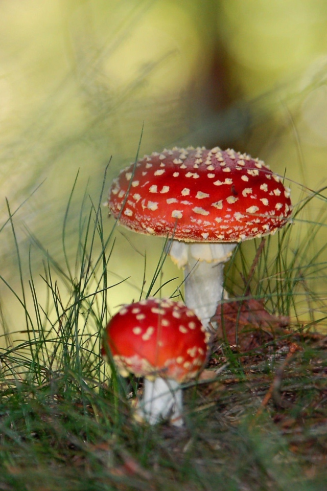 Обои Red Mushrooms 640x960