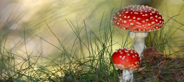 Screenshot №1 pro téma Red Mushrooms 720x320