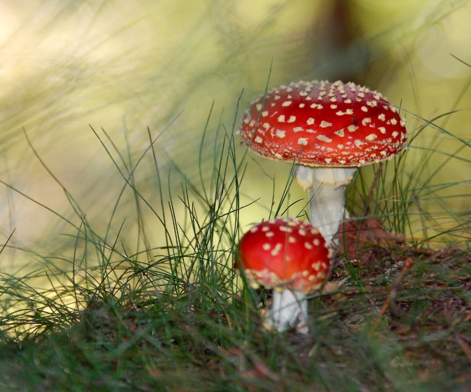 Fondo de pantalla Red Mushrooms 960x800