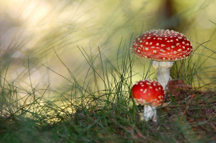 Обои Red Mushrooms