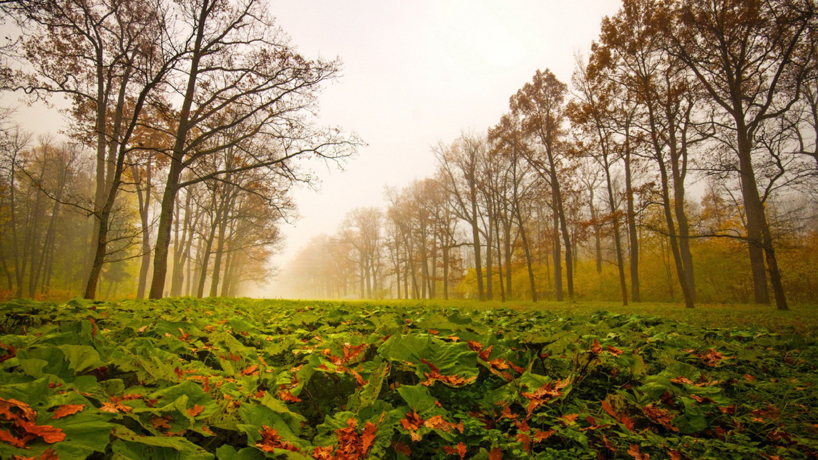 Fondo de pantalla Autumn leaves fall 1600x900