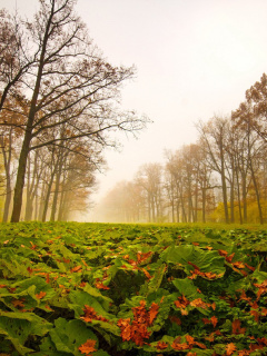 Das Autumn leaves fall Wallpaper 240x320