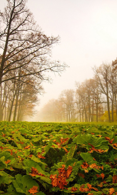 Sfondi Autumn leaves fall 480x800