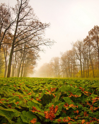 Autumn leaves fall - Fondos de pantalla gratis para Nokia C5-06