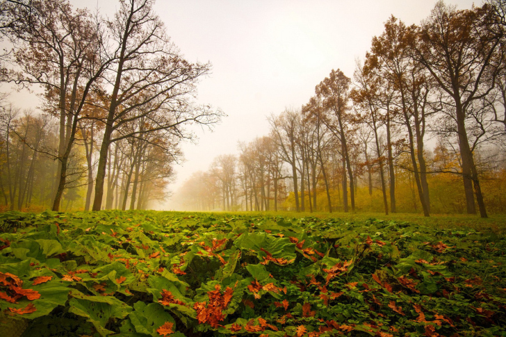 Fondo de pantalla Autumn leaves fall