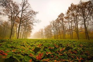 Autumn leaves fall sfondi gratuiti per Sony Xperia Z2 Tablet