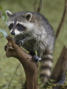 Sfondi Little Raccoon 132x176