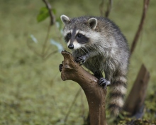 Sfondi Little Raccoon 220x176