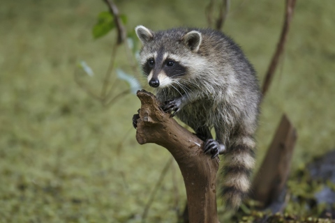 Little Raccoon wallpaper 480x320