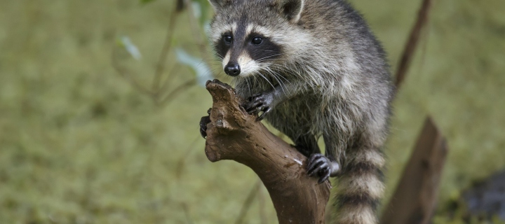 Sfondi Little Raccoon 720x320