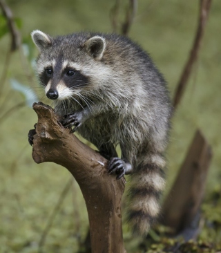Little Raccoon sfondi gratuiti per iPhone 5C