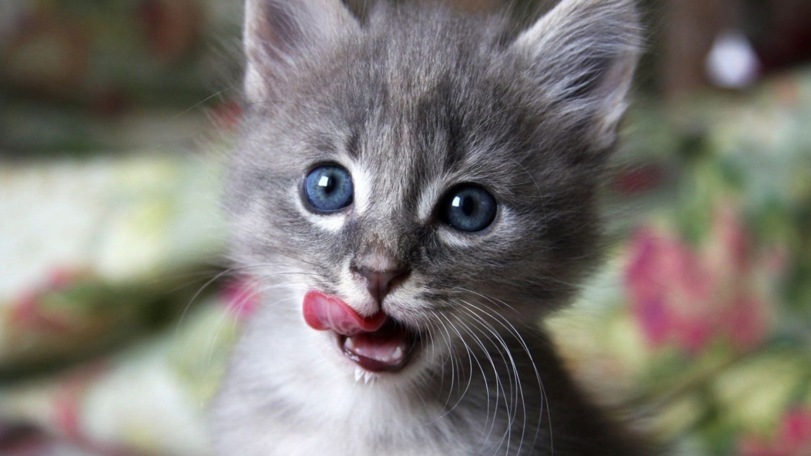 Sfondi Cute Baby Cat 1600x900
