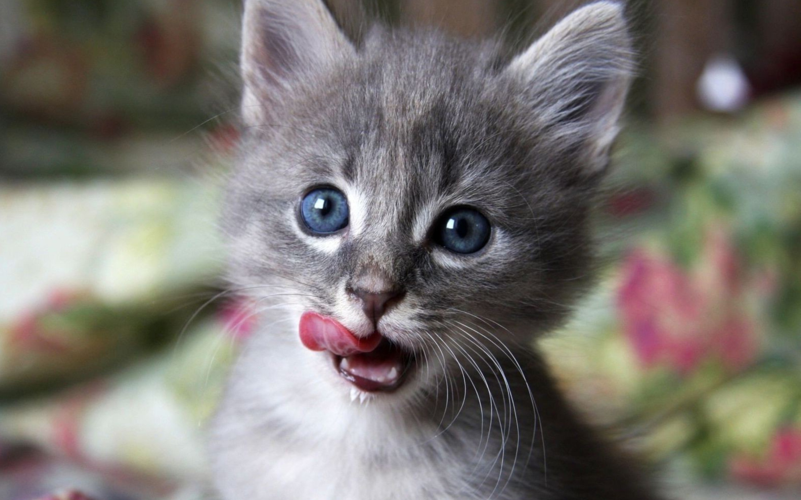 Киски показывают язык. Красивые котята. Милые котики. Котята фото. Серый котёнок.