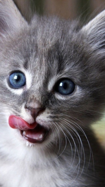 Das Cute Baby Cat Wallpaper 360x640