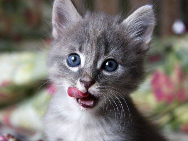 Fondo de pantalla Cute Baby Cat 640x480