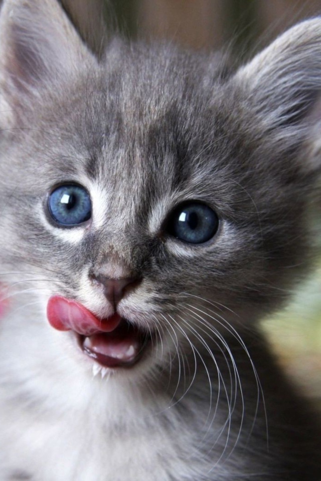 Cute Baby Cat screenshot #1 640x960