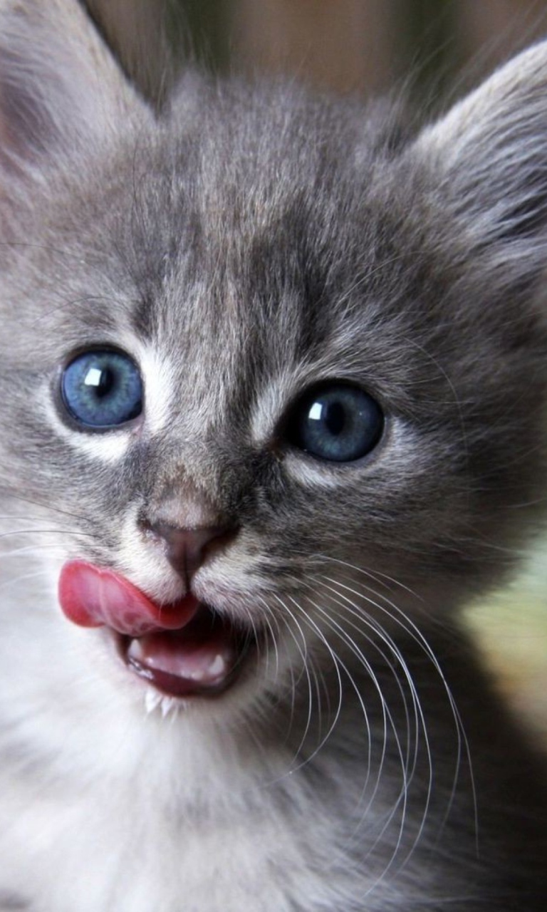Fondo de pantalla Cute Baby Cat 768x1280