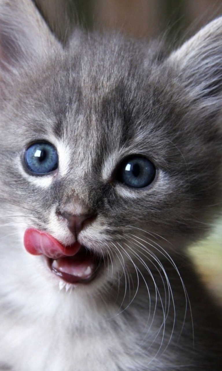 Cute Baby Cat wallpaper 768x1280