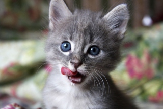 Cute Baby Cat - Obrázkek zdarma pro Nokia XL
