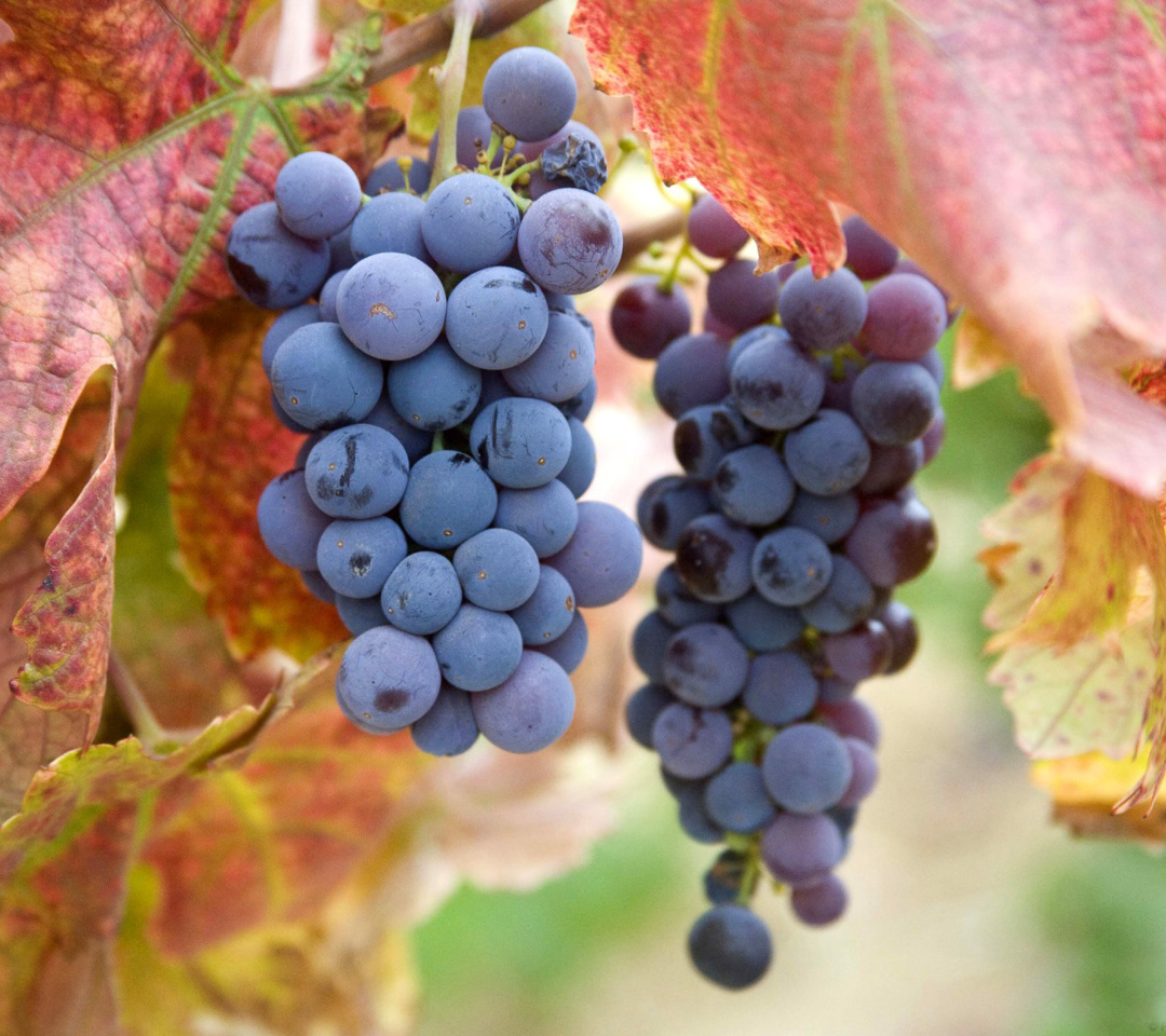 Grapes wallpaper 1080x960