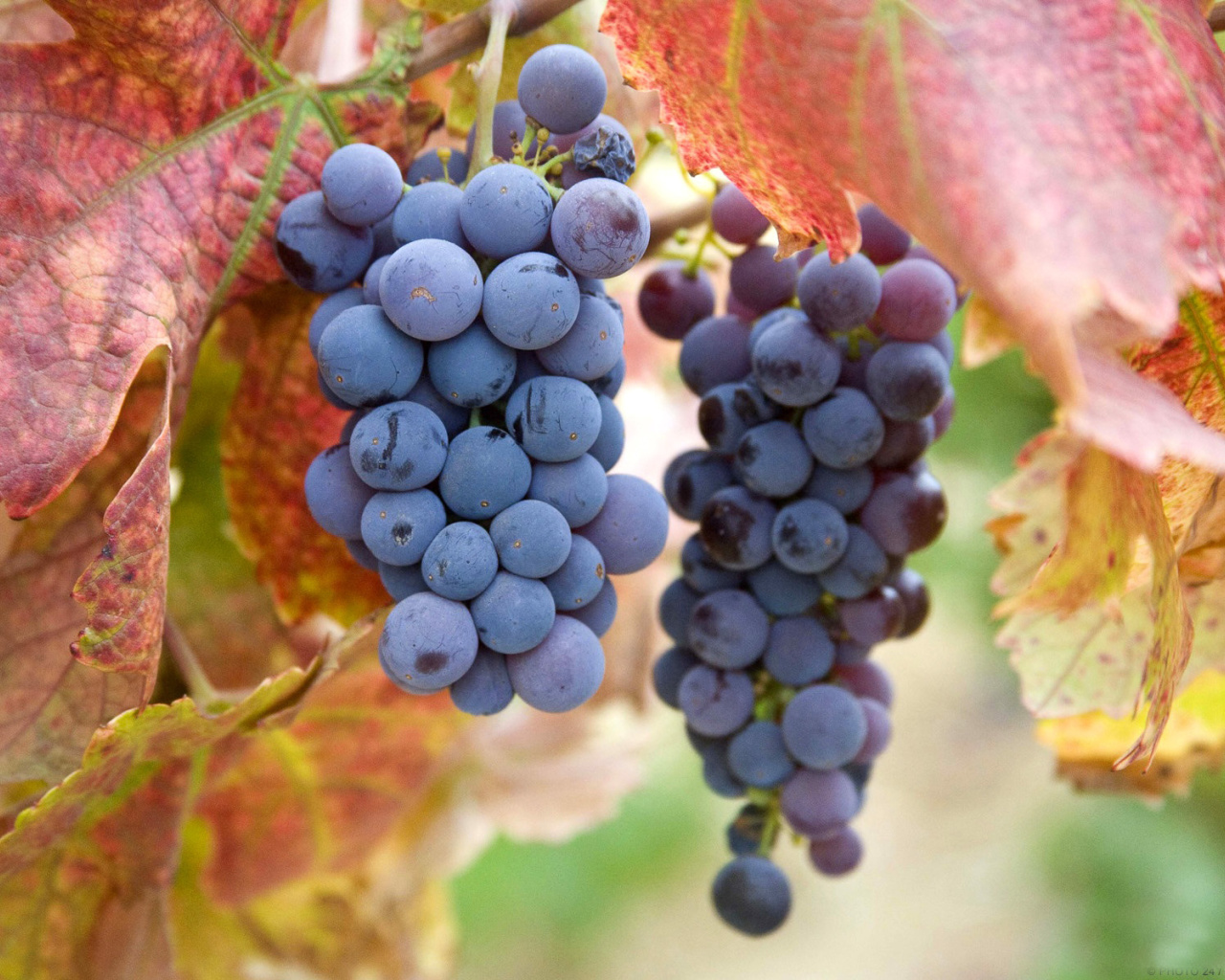 Grapes wallpaper 1280x1024