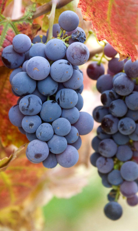 Das Grapes Wallpaper 480x800