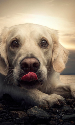 Friendly Dog screenshot #1 240x400