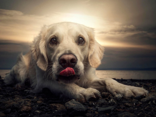 Friendly Dog wallpaper 320x240