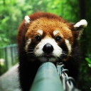 Cute Red Panda wallpaper 128x128