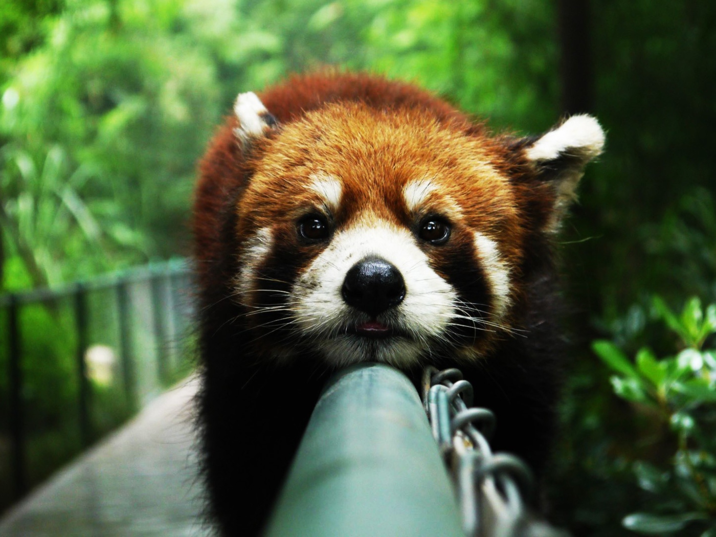 Fondo de pantalla Cute Red Panda 1400x1050