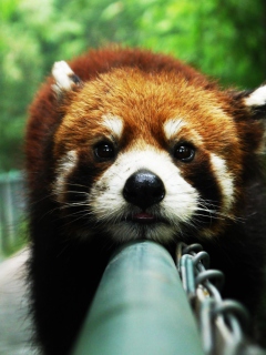 Cute Red Panda screenshot #1 240x320