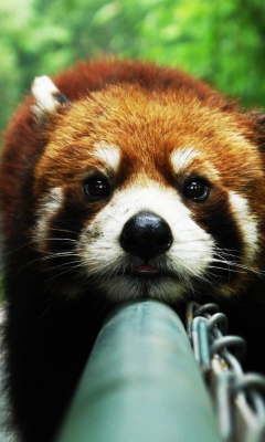 Cute Red Panda screenshot #1 240x400