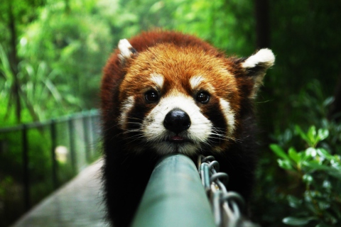 Обои Cute Red Panda 480x320