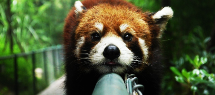 Cute Red Panda wallpaper 720x320