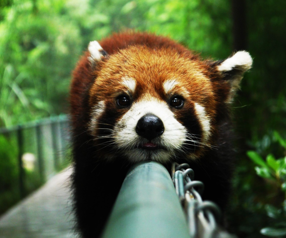 Fondo de pantalla Cute Red Panda 960x800