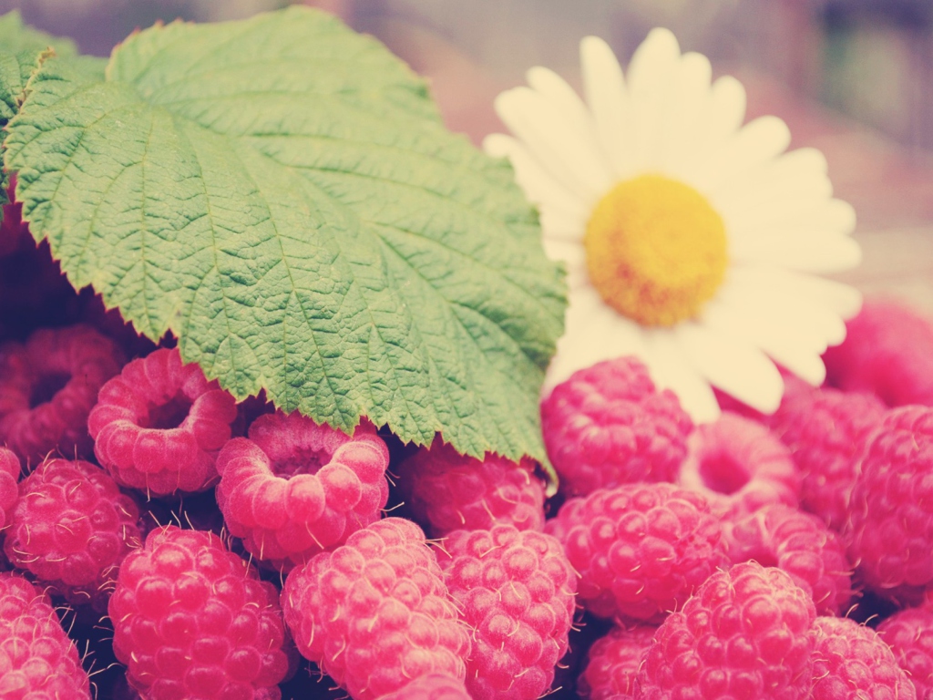 Raspberries And Daisy screenshot #1 1024x768