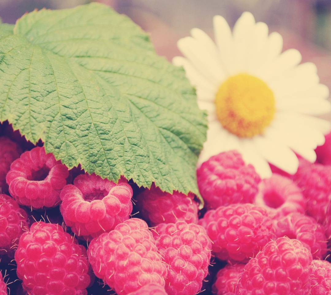 Raspberries And Daisy wallpaper 1080x960