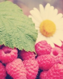 Raspberries And Daisy screenshot #1 128x160