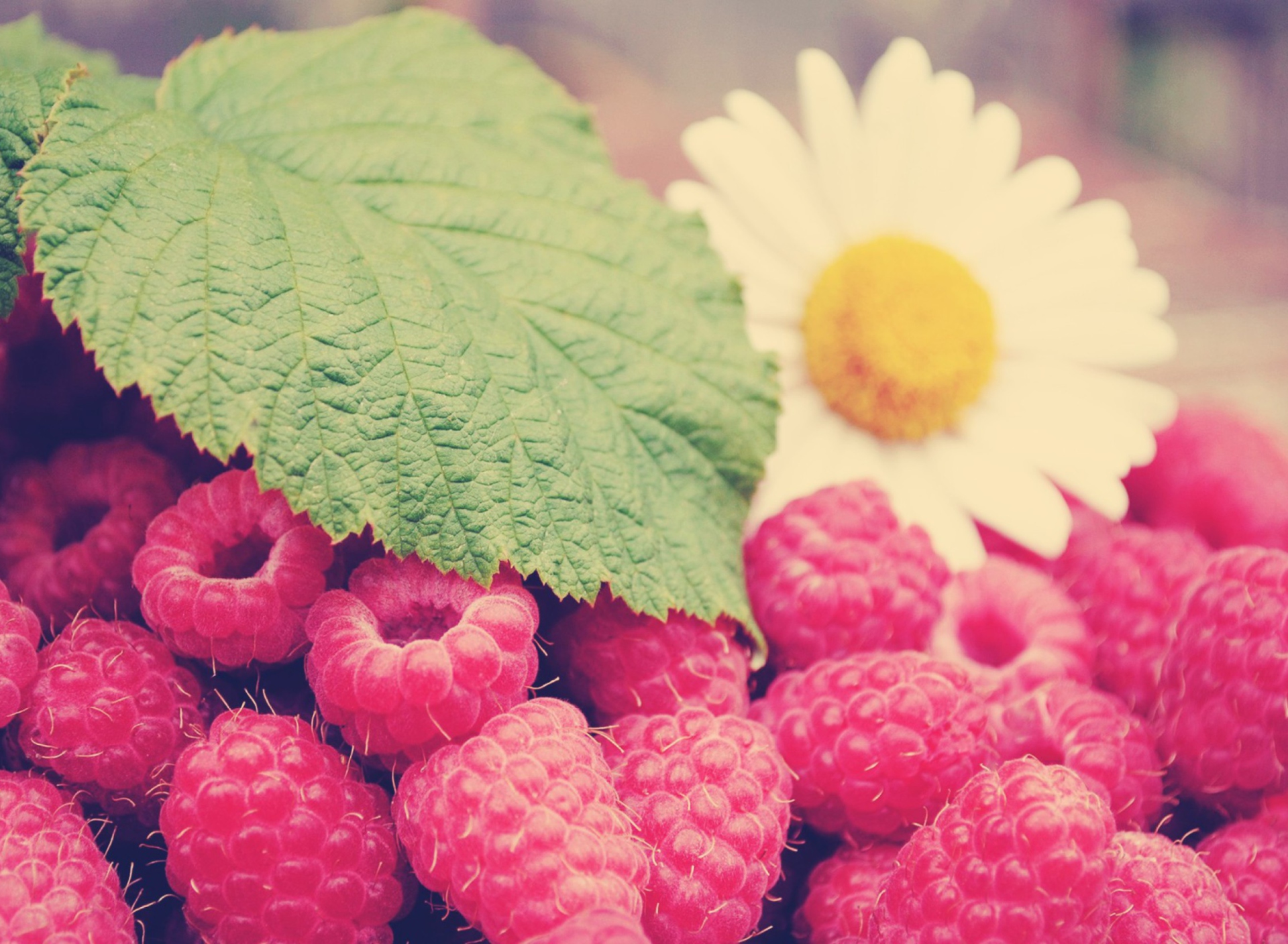 Raspberries And Daisy screenshot #1 1920x1408