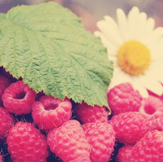 Kostenloses Raspberries And Daisy Wallpaper für iPad mini 2