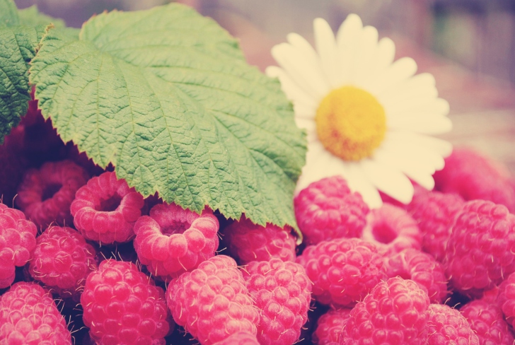 Raspberries And Daisy wallpaper