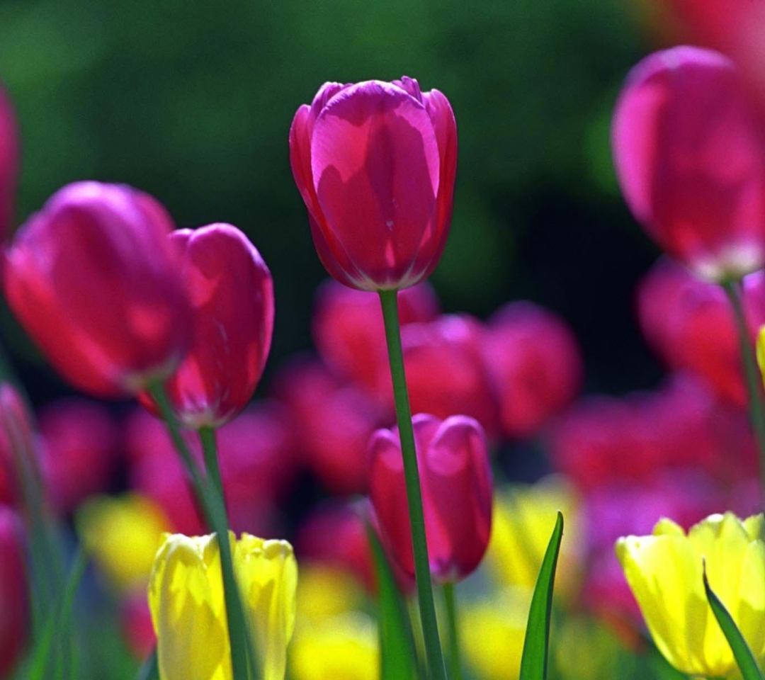 Spring Tulips wallpaper 1080x960
