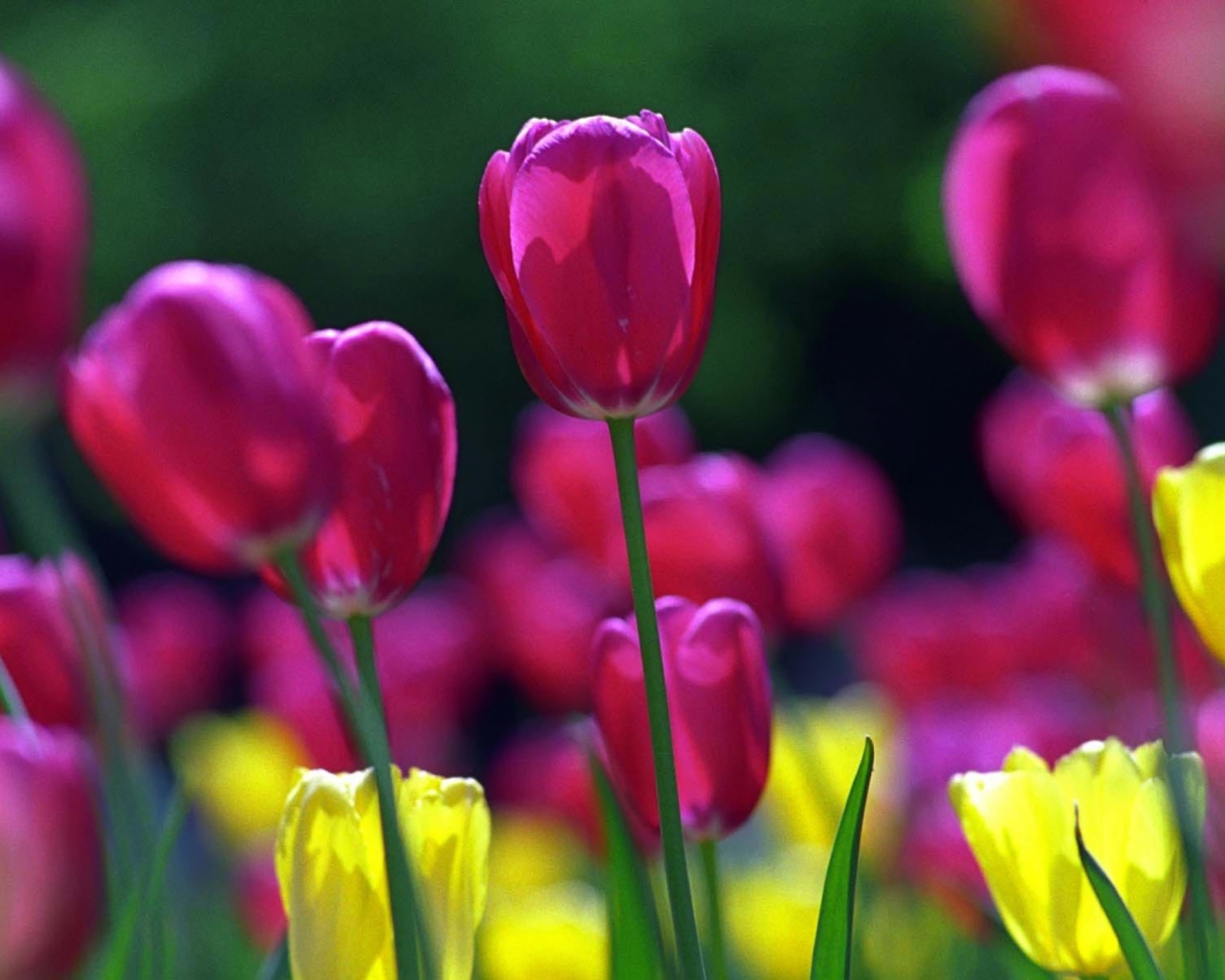 Fondo de pantalla Spring Tulips 1280x1024