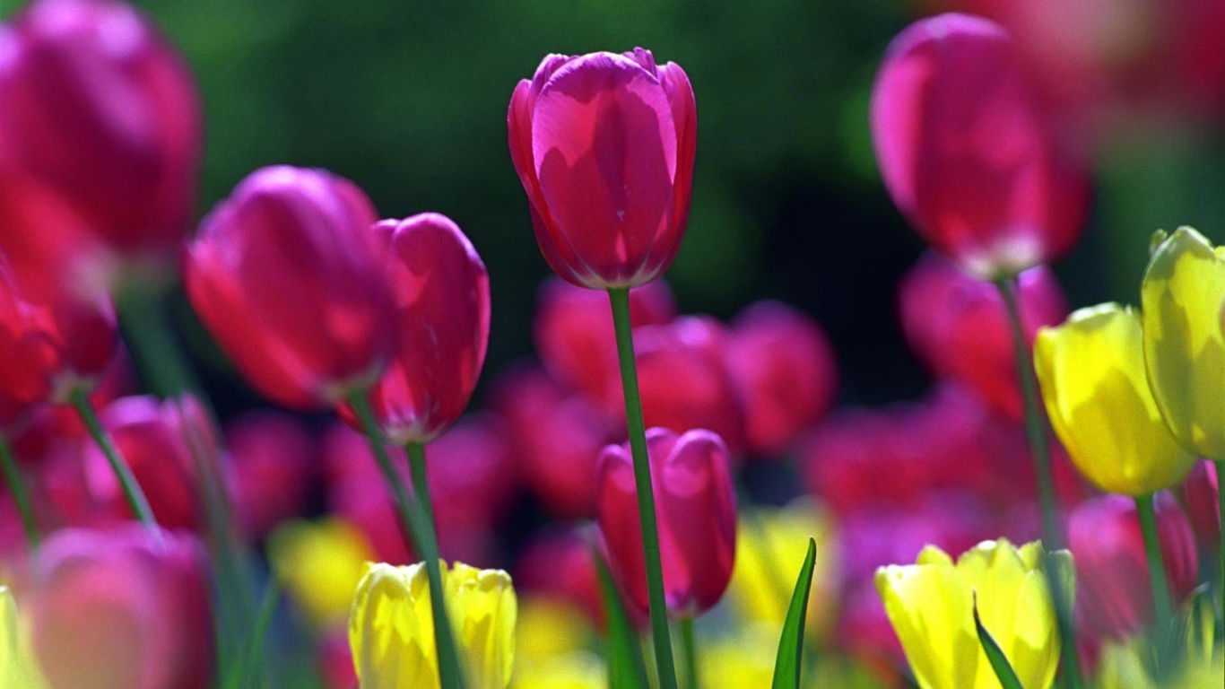 Fondo de pantalla Spring Tulips 1366x768
