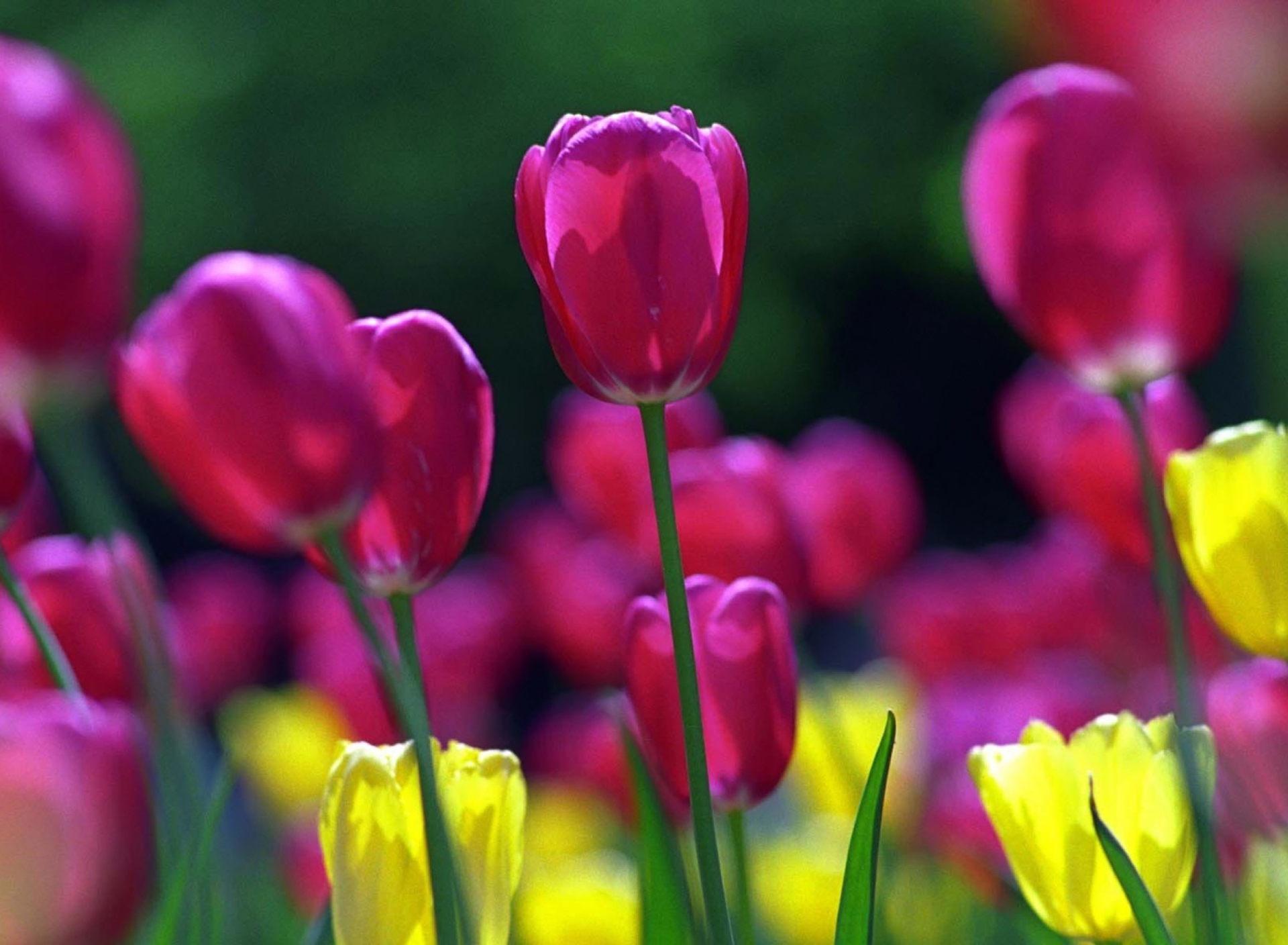 Fondo de pantalla Spring Tulips 1920x1408